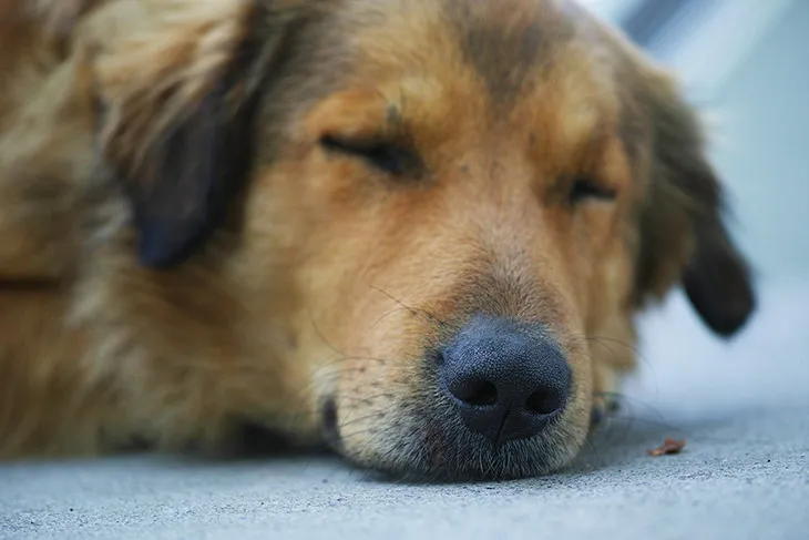 Vómito Amarillo en Perros