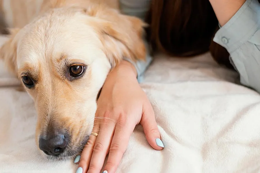 Leishmaniosis en Perros Síntomas, Diagnóstico y Tratamiento