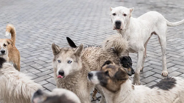 Perros en Adopción en Burgos | Guía Completa para Adoptar