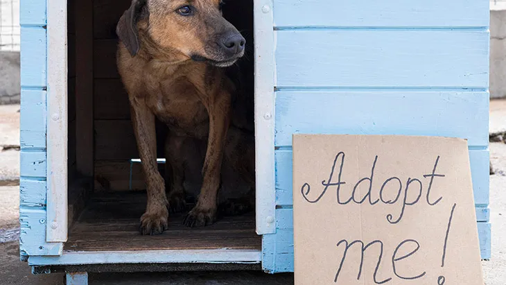 Adopción de Perros en Cádiz | Guía Completa para Adoptar