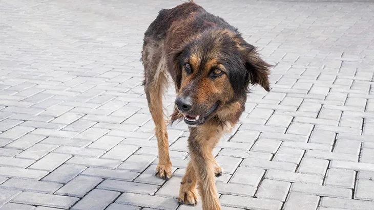 Adopta Perro en Cantabria | Guía Completa para Adoptar