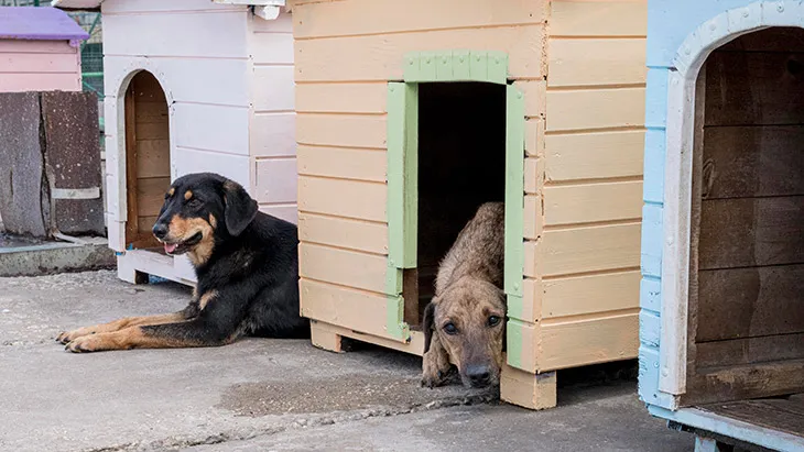 Adoptar un Perro en Ciudad Real | Guía Completa para la Adopción.