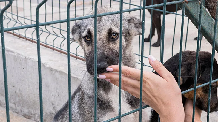 Adoptar Perros en Palencia | Guía Completa