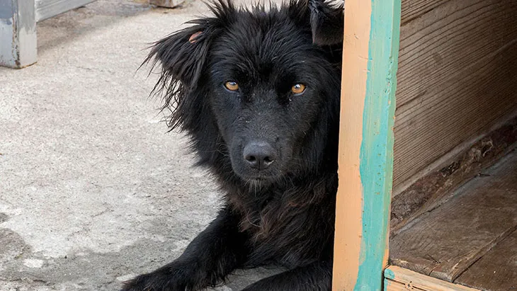 Perro en Adopción en Córdoba | Guía Completa para Adoptar