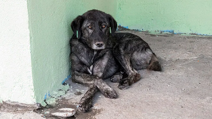 Adoptar un Perro en Granada | Guía Completa para la Adopción