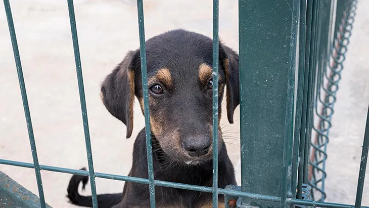 Adopción de Perros en Guadalajara | Guía Completa para Adoptar un Perro