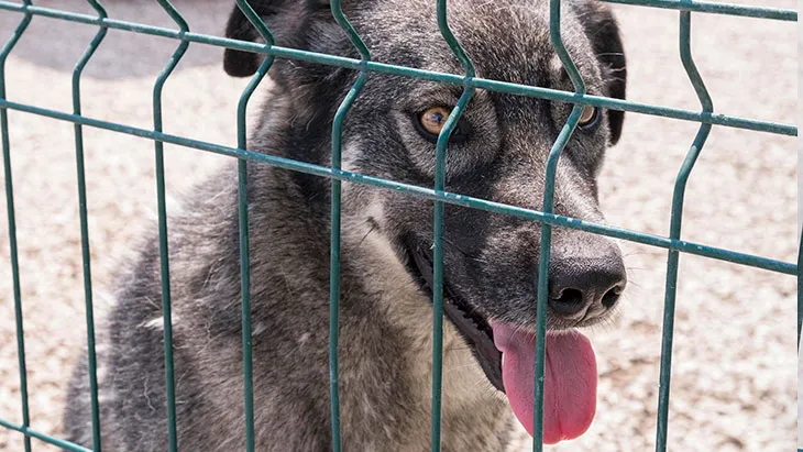 Adopción de Perros en Gipuzkoa | Guía Completa para Adoptar un Perro