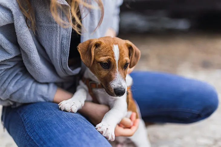 Adoptar Perro en Mallorca | Guía Completa