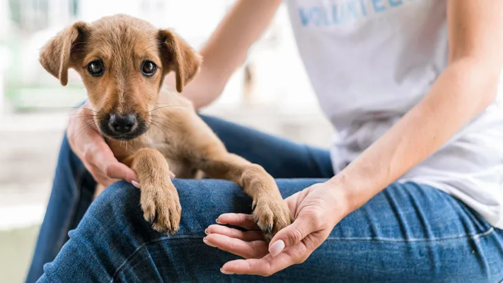 Adoptar Perro en Jaén | Guía Completa