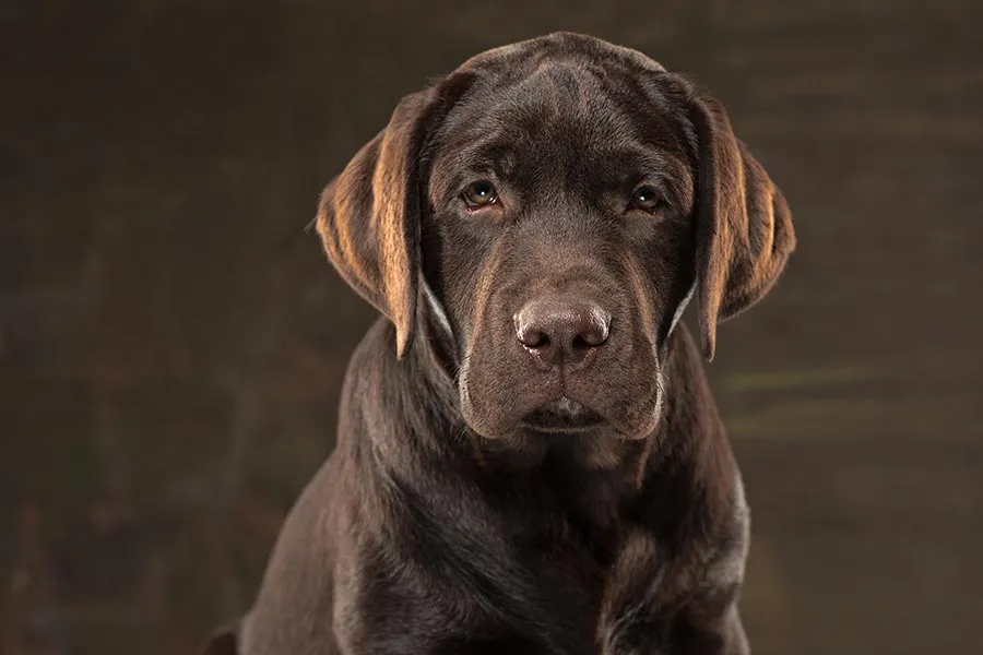 Labrador Retriever: Historia, Características y Consejos