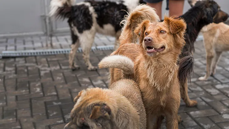 Adoptar Perro en Ourense | Guía Completa