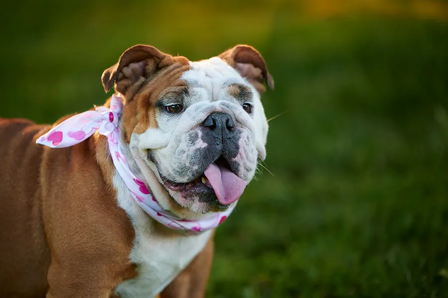 Bulldog Inglés: Elegancia y Devoción en una Raza Emblemática