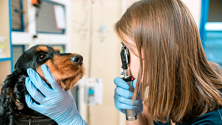 Conjuntivitis en Perros: Causas, Síntomas y Tratamientos