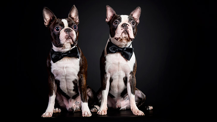 Boston Terrier: Características, Cuidados y Curiosidades