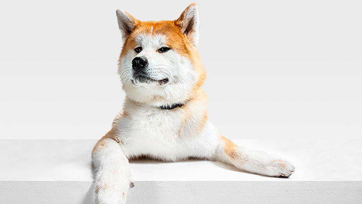 Akita Inu: Historia, Cuidados y Curiosidades