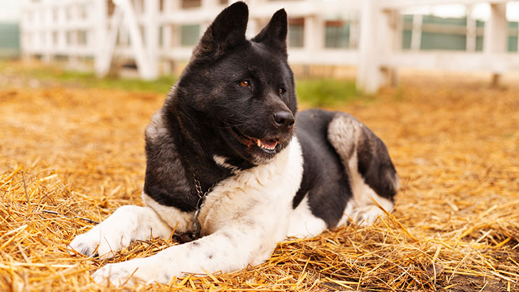 Akita Americano Características, Historia, Cuidados y Curiosidades