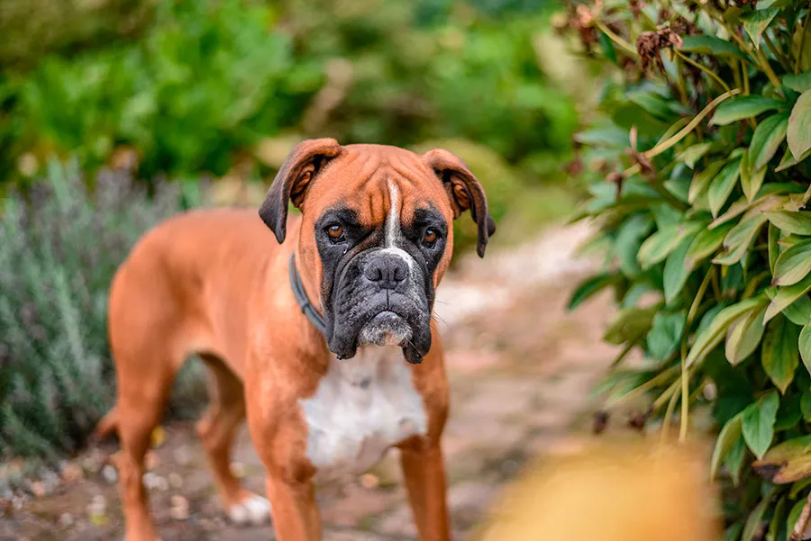 Boxer: Energía, Lealtad y Personalidad Única