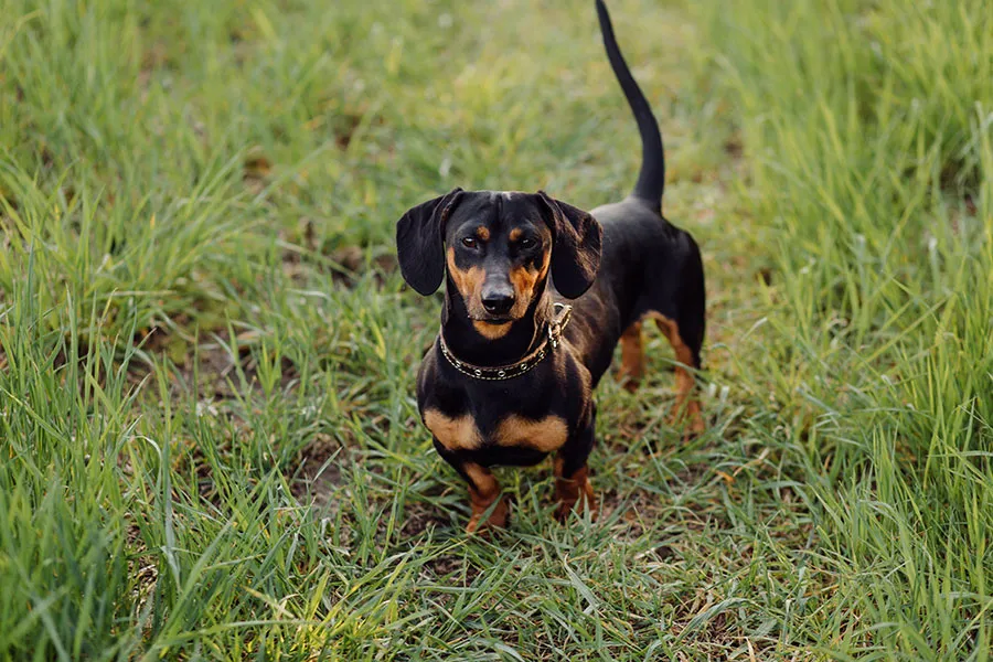 Dachshund (Teckel): Un Compañero Encantador y Valiente