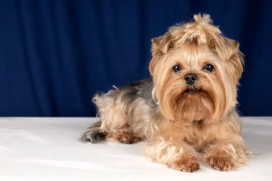 Yorkshire Terrier: Elegancia y Encanto en un Pequeño Paquete