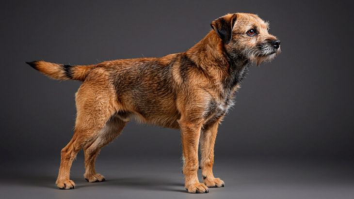 Border Terrier: Características y Cuidados | Guía Completa