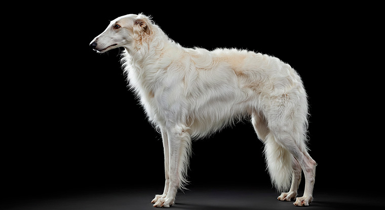 Borzoi: Características y Cuidados | Guía Completa