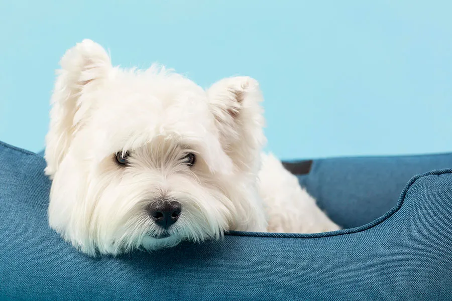 Shih Tzu: Elegancia y Dulzura en una Raza Encantadora