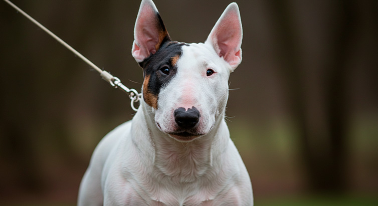 Bull Terrier: Características, Cuidados y Entrenamiento