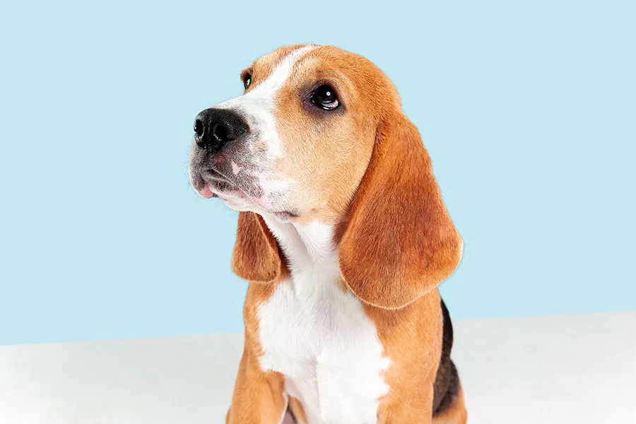 Beagle: Un Compañero Curioso y Amigable para Toda la Familia