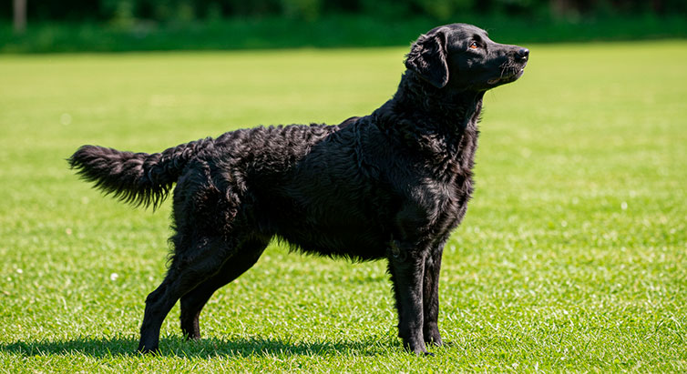 Descubre Todo Sobre el Retriever de Pelo Rizado: Características, Cuidados y Educación Canina