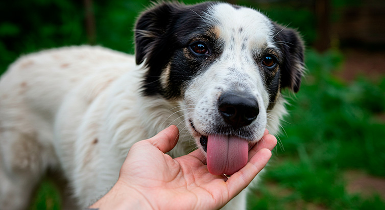 ¿Por qué mi Perro me Lame las Manos Cuando lo Acaricio? Guía Completa