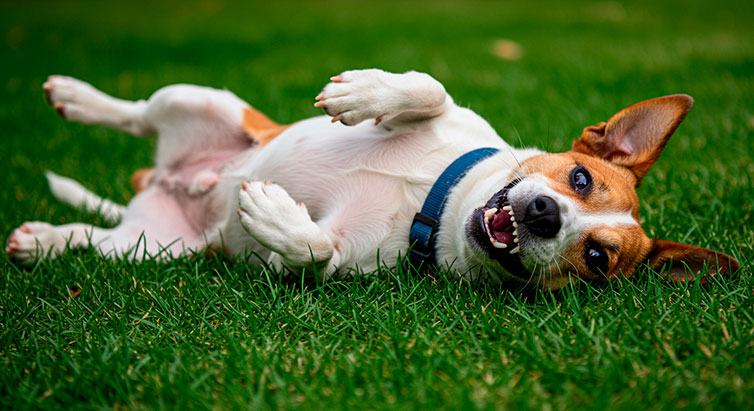 Convulsiones en Perros: Causas, Síntomas y Qué Hacer en una Emergencia