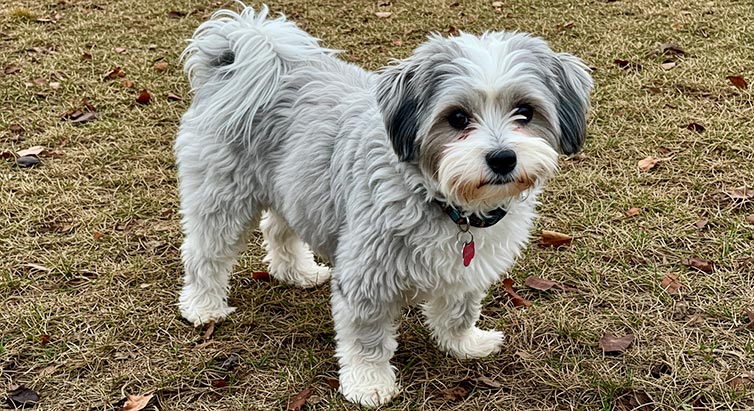 Dandie Dinmont Terrier: Guía Completa sobre esta Raza Única