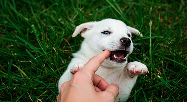 ¿Por qué mi Cachorro Muerde Mucho? Causas y Soluciones Prácticas