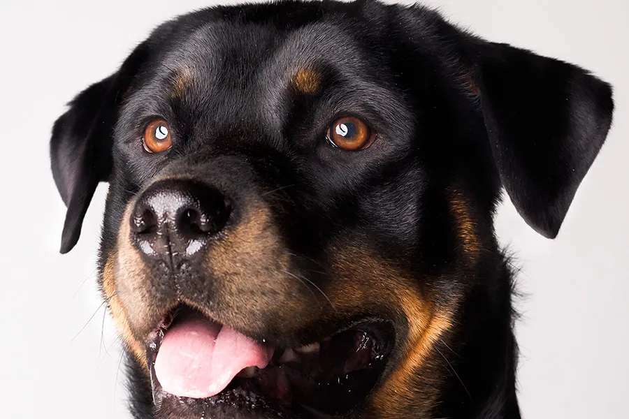 Rottweiler: Fuerza, Lealtad y Nobleza en una Raza Impresionante