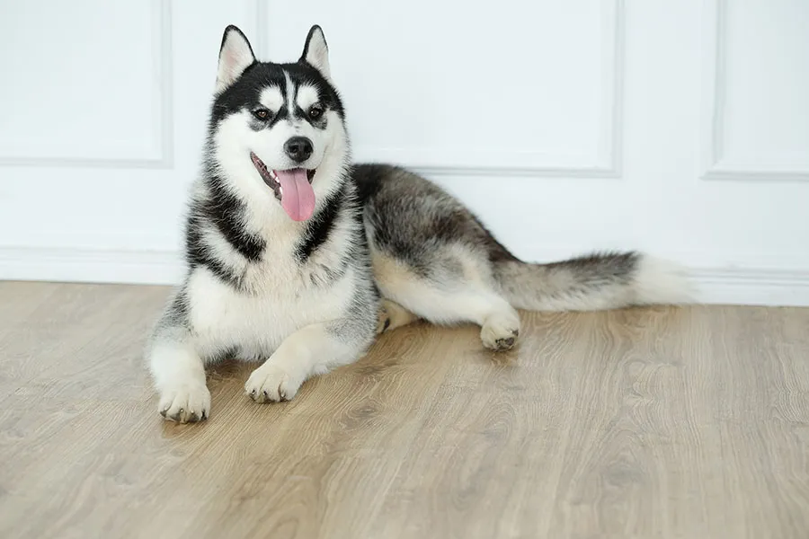 Husky Siberiano: Belleza, Energía y Espíritu Libre