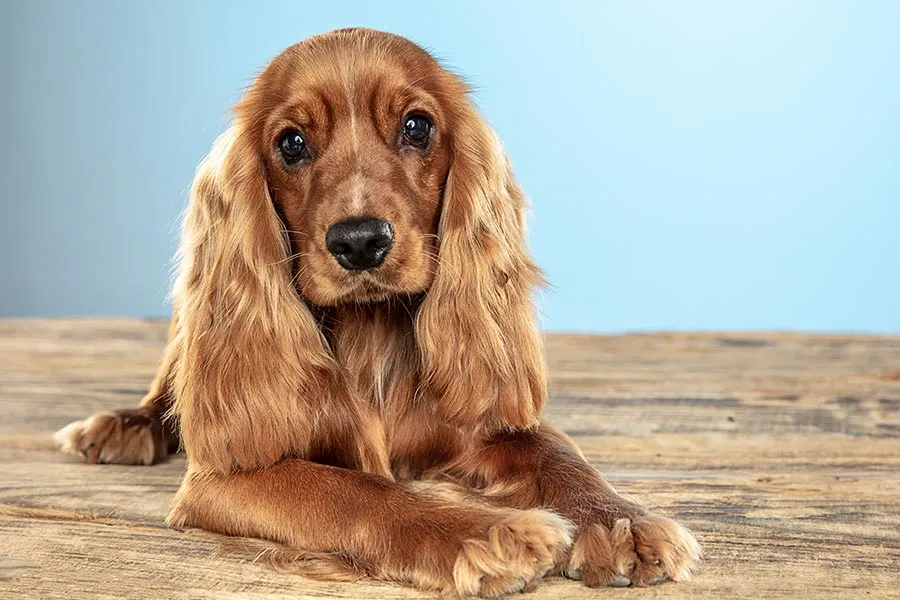 Cocker Spaniel: Encanto, Amabilidad y Elegancia en un Compañero Peludo