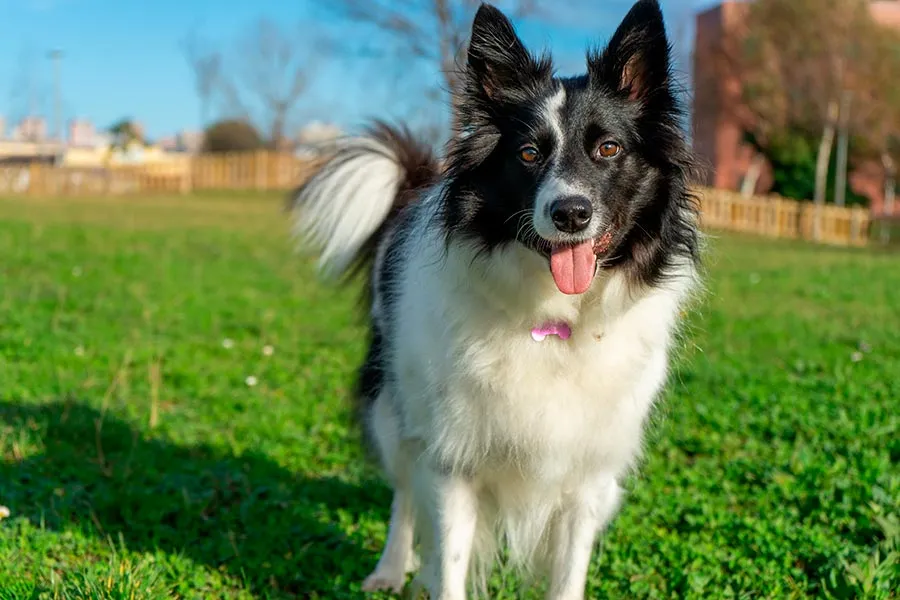 Border Collie: Inteligencia y Energía en un Compañero Leal