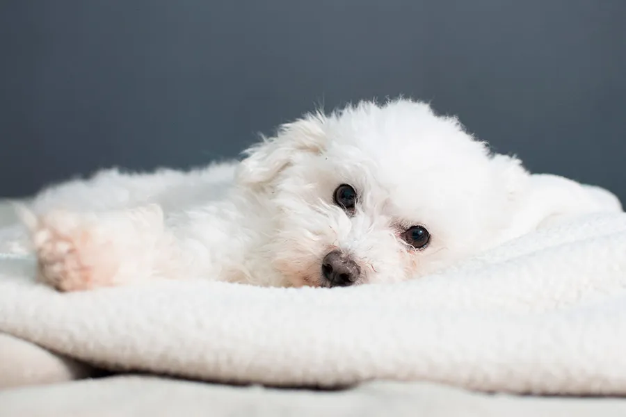 Bichón Maltés: Elegancia y Alegría en una Raza Encantadora