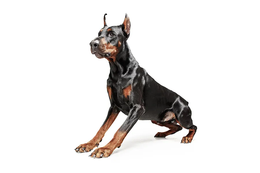 Doberman: Elegancia y Protección en una Raza Valiente