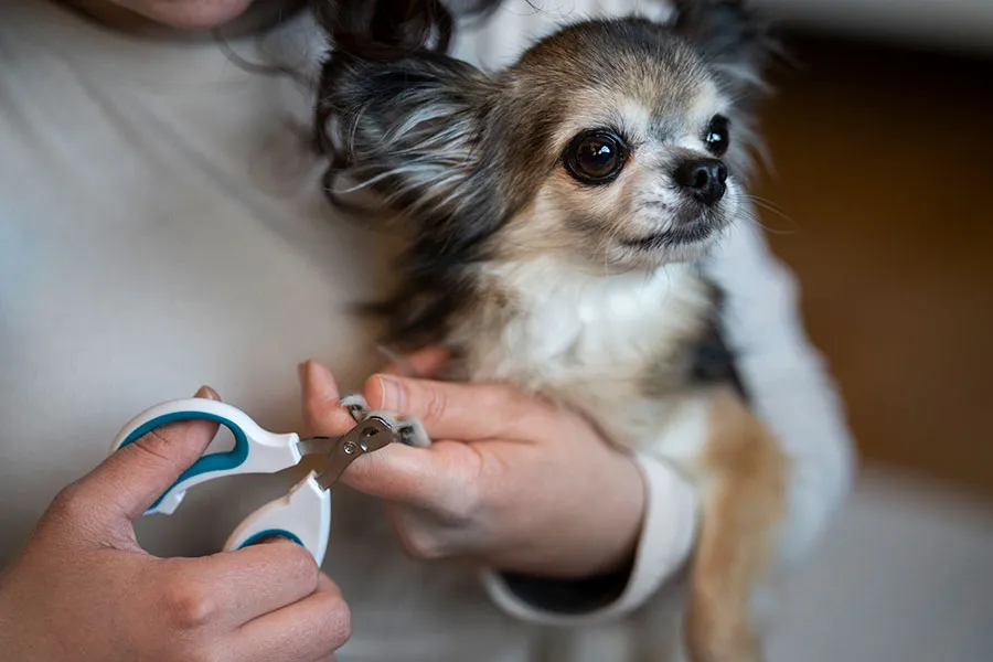 Cómo Cortar las Uñas a un Perro sin Lastimarlo: Guía Canina