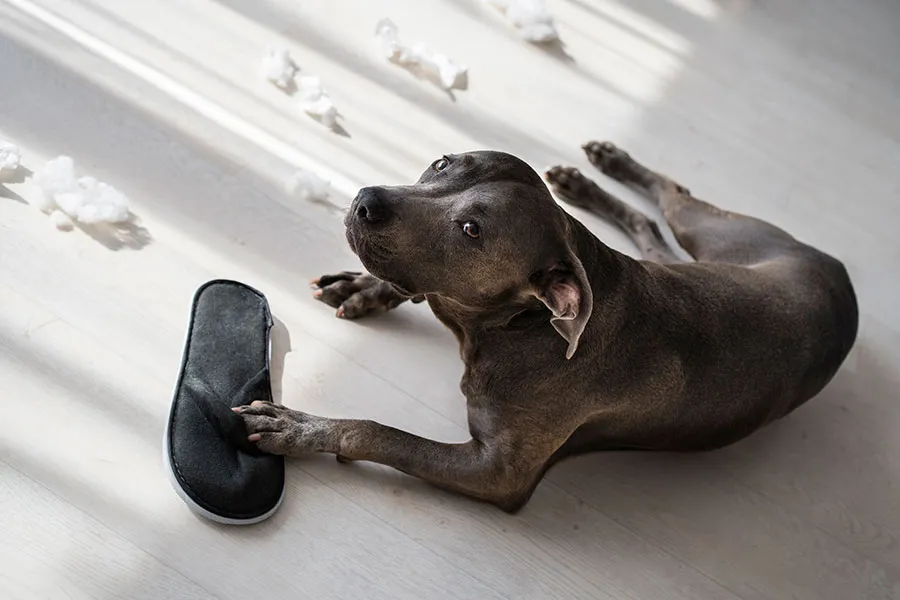 Cómo Lidiar con la Ansiedad en los Perros: Guía Canina