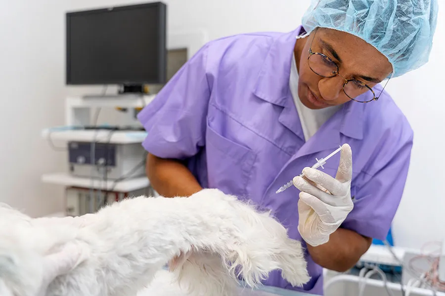 La Mejor Edad para Esterilizar a tu Perro: Guía Canina