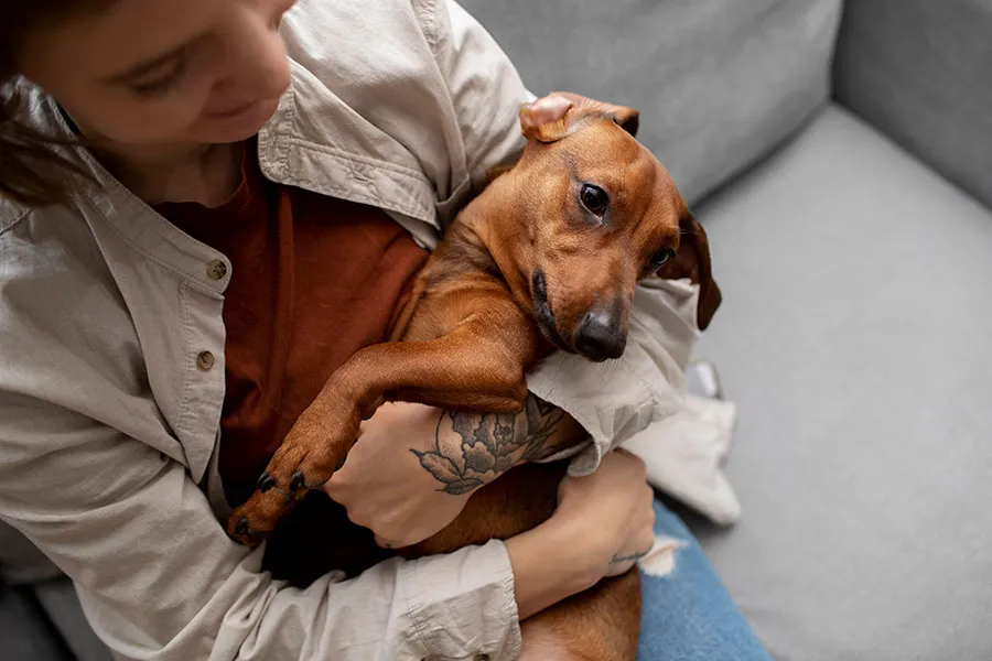 Cómo Saber si Mi Perro Está Enfermo: Guía Canina