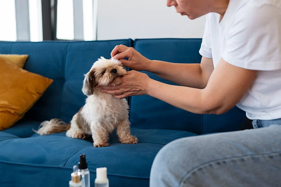 Qué Hacer si Mi Perro Tiene Alergias: Guía de Cuidado Canino