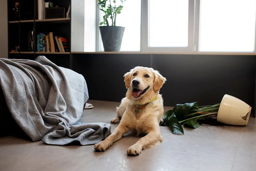 Cuánto Tiempo Puede Quedarse Solo un Perro: Guía de Cuidado Canino