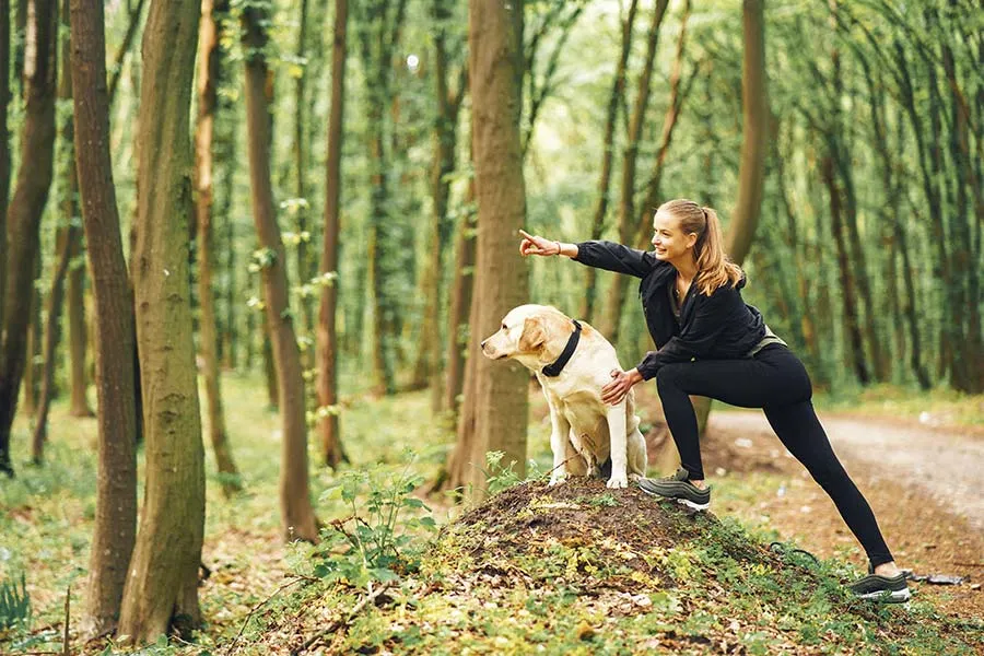 Cómo Entrenar a un Perro: Consejos Prácticos