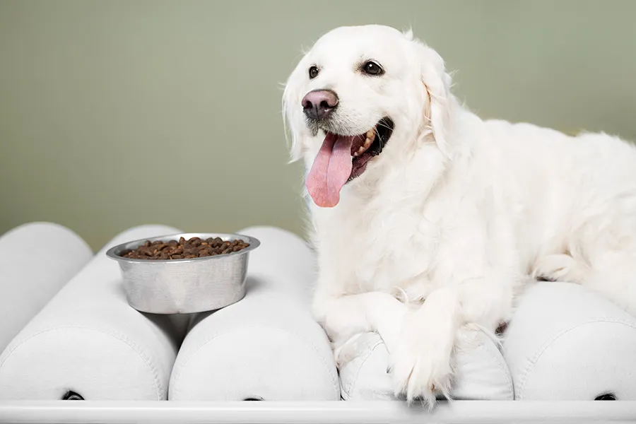 ¿Cuánto Debe Comer Mi Perro? Guía de Alimentación Canina