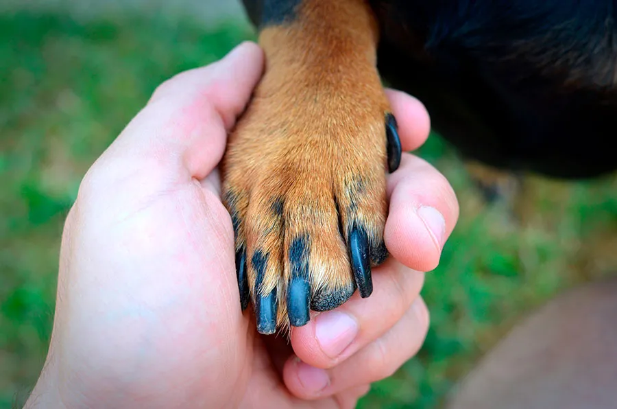 ¿Cómo Cuidar las Uñas de Mi Perro? Guía de Cuidado Canino