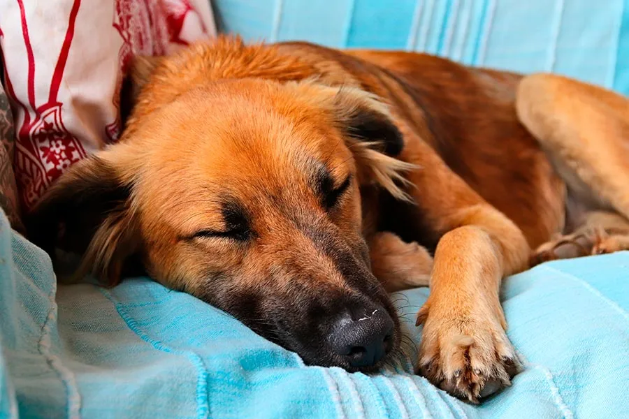 ¿Por qué los Perros Dan Vueltas Antes de Acostarse? Comportamiento Canino Explorado