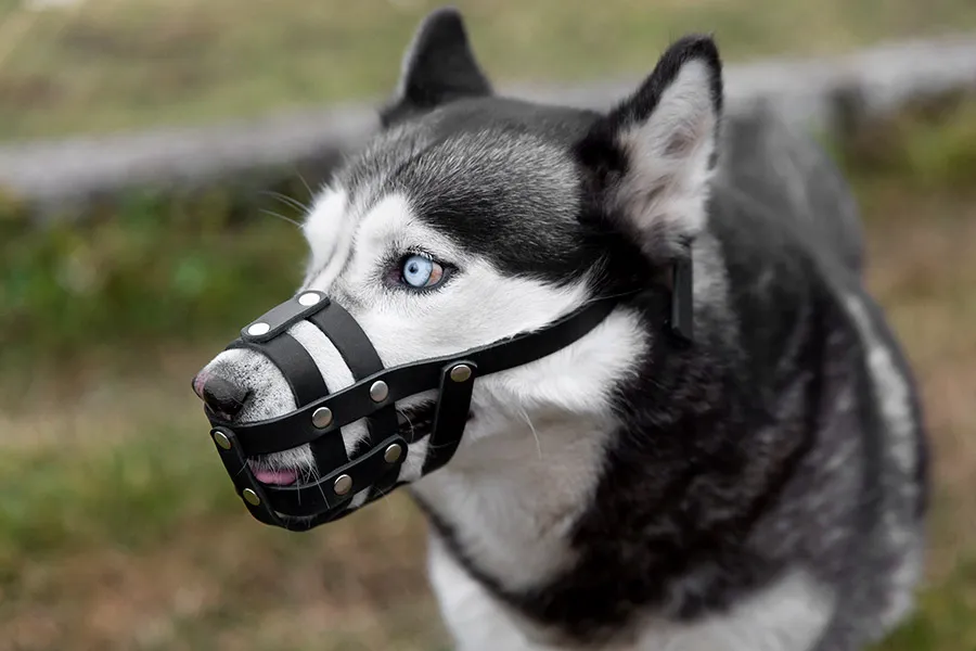 ¿Cuándo Deben los Perros Llevar Bozal? Uso Seguro y Responsable